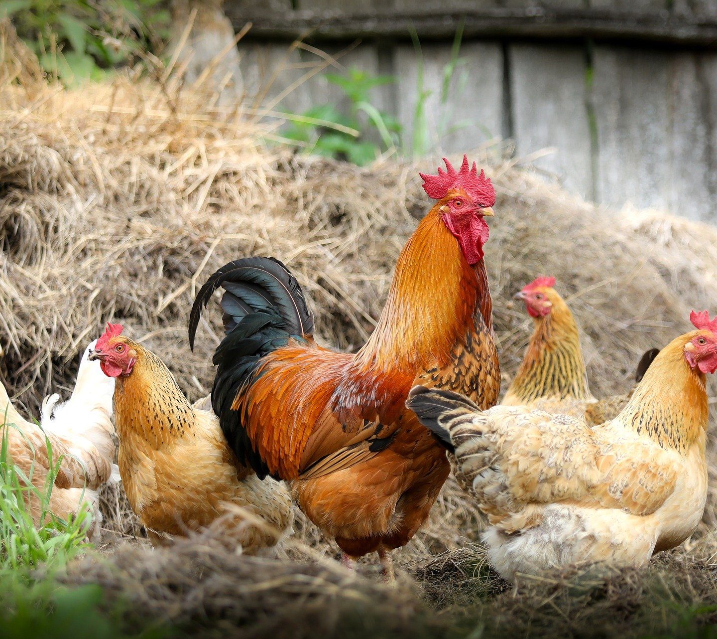 4 choses à faire avant de démarrer une ferme