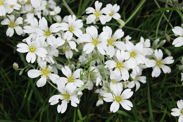 Voici ce que vous devez savoir sur les fleurs de Gypsophile