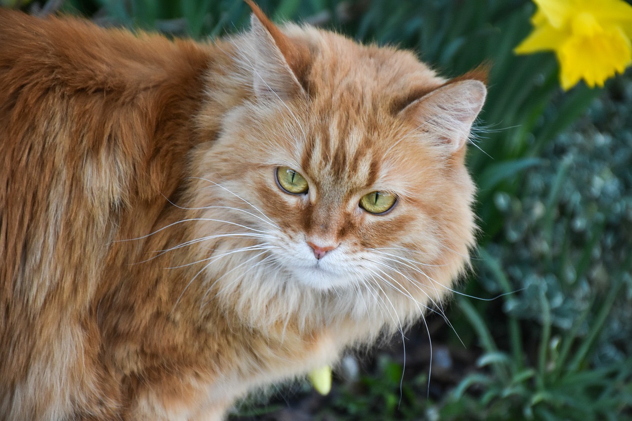 Maine Coon: un chat aussi doux que paisible